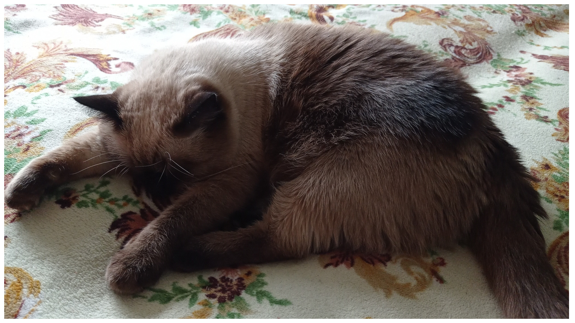 Кошка после операции в ветеринарной клинике.