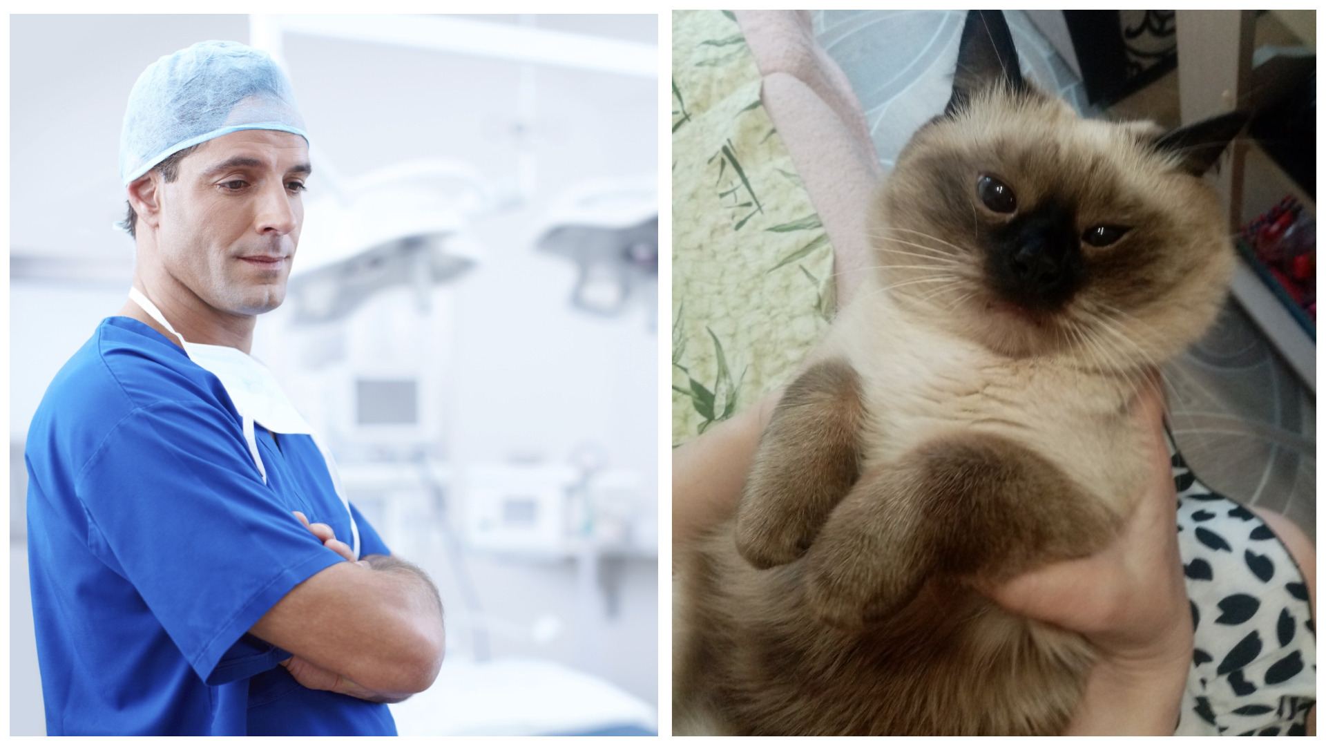 Услуги врача ветеринарной клиники кошке.