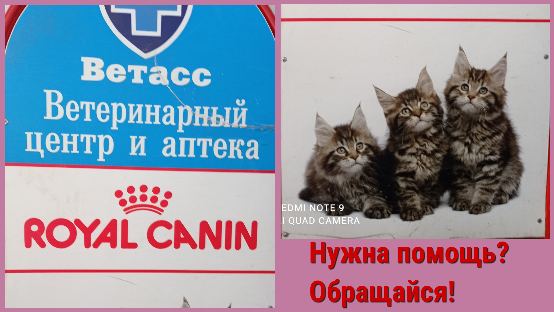 Ветеринарная клиника в Иваново "Ветасс", услуги животным.